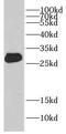 Cysteine Rich Secretory Protein 3 antibody, FNab01980, FineTest, Western Blot image 