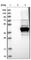 Radial Spoke Head 14 Homolog antibody, HPA018420, Atlas Antibodies, Western Blot image 