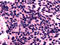 Opsin 3 antibody, TA340439, Origene, Immunohistochemistry frozen image 