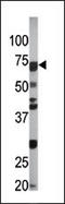 Cell division control protein 6 homolog antibody, AP12586PU-N, Origene, Western Blot image 