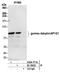 AP-1 complex subunit gamma-1 antibody, A304-771A, Bethyl Labs, Immunoprecipitation image 
