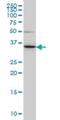 Leucine Zipper Transcription Factor Like 1 antibody, H00054585-M01, Novus Biologicals, Western Blot image 