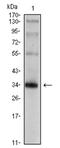 Synaptophysin antibody, AM06430SU-N, Origene, Western Blot image 