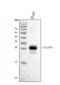 Major Histocompatibility Complex, Class II, DP Beta 1 antibody, A00487, Boster Biological Technology, Western Blot image 