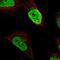 DERP5 antibody, NBP1-88543, Novus Biologicals, Immunofluorescence image 