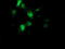 Aryl Hydrocarbon Receptor Interacting Protein Like 1 antibody, TA503693, Origene, Immunofluorescence image 