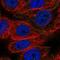 Cdk5 And Abl Enzyme Substrate 2 antibody, NBP2-58453, Novus Biologicals, Immunofluorescence image 