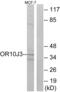 Olfactory Receptor Family 10 Subfamily J Member 3 antibody, abx015499, Abbexa, Western Blot image 