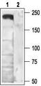  antibody, TA328722, Origene, Western Blot image 