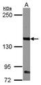 Cytokine receptor common subunit beta antibody, PA5-28000, Invitrogen Antibodies, Western Blot image 