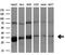 Peroxisomal trans-2-enoyl-CoA reductase antibody, GTX83914, GeneTex, Western Blot image 
