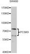 Proprotein Convertase Subtilisin/Kexin Type 9 antibody, A7860, ABclonal Technology, Western Blot image 
