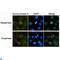 Aurora Kinase A antibody, LS-C812884, Lifespan Biosciences, Immunocytochemistry image 