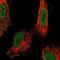 Zinc Finger Protein 341 antibody, NBP1-84218, Novus Biologicals, Immunofluorescence image 