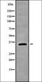 Phospholipid Scramblase 1 antibody, orb338550, Biorbyt, Western Blot image 
