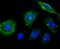RP3 antibody, A05782-1, Boster Biological Technology, Immunocytochemistry image 