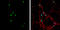 Neurogenin-2 antibody, GTX129258, GeneTex, Immunocytochemistry image 