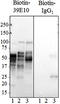 Tau, 189-195 antibody, 814303, BioLegend, Western Blot image 