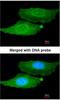 Four And A Half LIM Domains 2 antibody, NBP1-33603, Novus Biologicals, Immunofluorescence image 