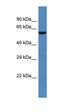 Max-like protein X antibody, orb330969, Biorbyt, Western Blot image 