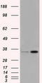 Pim-2 Proto-Oncogene, Serine/Threonine Kinase antibody, TA501166S, Origene, Western Blot image 