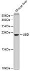 Ubiquitin D antibody, A5491, ABclonal Technology, Western Blot image 