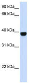 FOXE1 antibody, TA329394, Origene, Western Blot image 