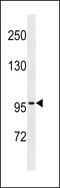 Zinc Finger Protein 229 antibody, LS-C157427, Lifespan Biosciences, Western Blot image 