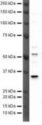 Three Prime Repair Exonuclease 2 antibody, PA5-19844, Invitrogen Antibodies, Western Blot image 