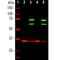 Lamin A/C antibody, NBP2-25152, Novus Biologicals, Western Blot image 