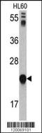 Glyoxalase I antibody, MBS9214826, MyBioSource, Western Blot image 