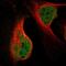 Nuclear Factor I A antibody, HPA008884, Atlas Antibodies, Immunofluorescence image 