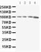 Rap1-GTP-interacting adapter molecule antibody, PA5-78787, Invitrogen Antibodies, Western Blot image 