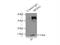 Sulfiredoxin-1 antibody, 14273-1-AP, Proteintech Group, Immunoprecipitation image 
