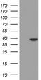 3-Hydroxyisobutyryl-CoA Hydrolase antibody, TA501331, Origene, Western Blot image 