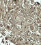 HLP antibody, GTX31599, GeneTex, Immunohistochemistry paraffin image 