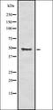 Heat shock-related 70 kDa protein 2 antibody, orb337037, Biorbyt, Western Blot image 
