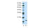 Protein Dr1 antibody, 28-785, ProSci, Enzyme Linked Immunosorbent Assay image 