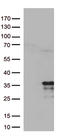 Mitochondrial Ribosomal Protein L24 antibody, CF813134, Origene, Western Blot image 
