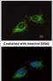 Mitochondrial Ribosomal Protein S23 antibody, PA5-31327, Invitrogen Antibodies, Immunofluorescence image 