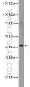 CDK2 Associated Cullin Domain 1 antibody, 26321-1-AP, Proteintech Group, Western Blot image 