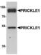 Prickle-like protein 1 antibody, LS-C144447, Lifespan Biosciences, Western Blot image 