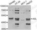 Argininosuccinate lyase antibody, A6357, ABclonal Technology, Western Blot image 