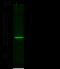 Stp antibody, GTX02127, GeneTex, Western Blot image 
