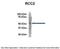 Protein RCC2 antibody, PA5-44747, Invitrogen Antibodies, Immunoprecipitation image 