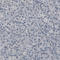 Cnp1 antibody, AMAb91069, Atlas Antibodies, Immunohistochemistry frozen image 