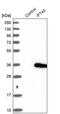 Intraflagellar Transport 43 antibody, PA5-51934, Invitrogen Antibodies, Western Blot image 