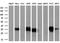Annexin A1 antibody, GTX84886, GeneTex, Western Blot image 