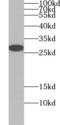 VEGF antibody, FNab09391, FineTest, Western Blot image 