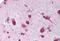BAP antibody, MBS241740, MyBioSource, Immunohistochemistry paraffin image 